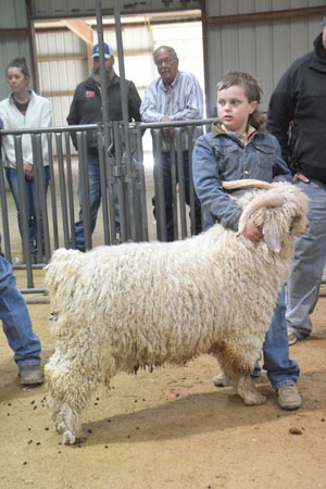 Yearling Bucks 0218B