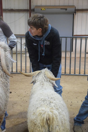 Yearling Bucks 0219A