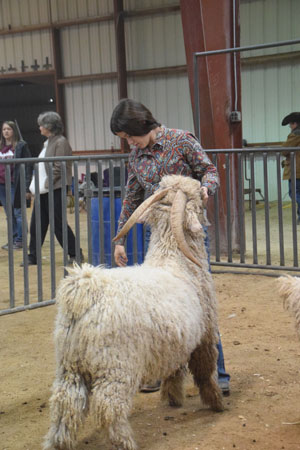 Yearling Bucks 0224B