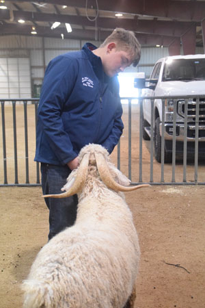 Yearling Bucks 0234A