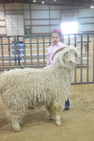 Yearling Bucks 0253B