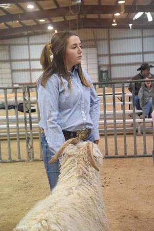 Yearling Bucks 0260A