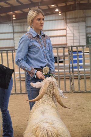 Yearling Bucks 0262A