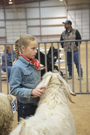 Yearling Bucks 0268A