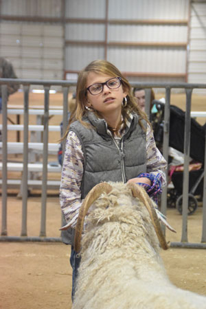 Yearling Bucks 0271A