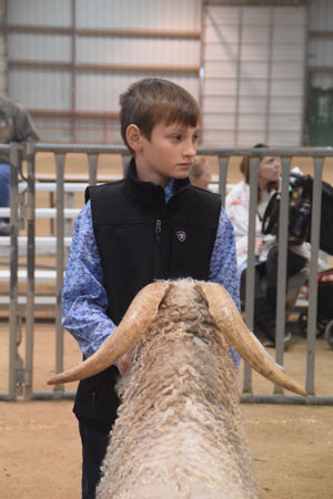 Yearling Bucks 0273A