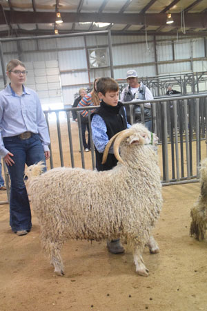 Yearling Bucks 0273B