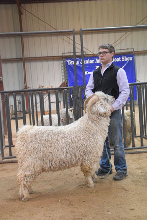 Yearling Bucks 0275B