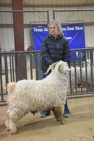 Yearling Bucks 0279B