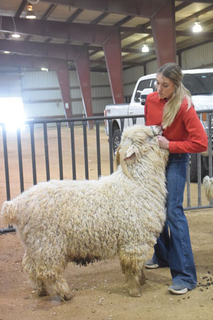 Yearling Bucks 0281B