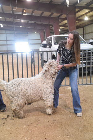 Yearling Bucks 0283B